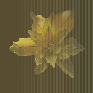 Floraly, Jaune De Nuit